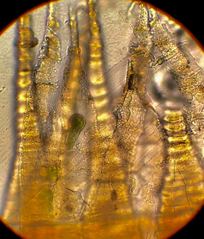 Pylaisia selwynii